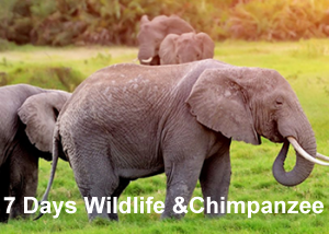 7 Days Wildlife & Chimpanzee Tour