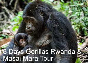8 days gorillas Rwanda & masai mara-primates & wildlife safaris