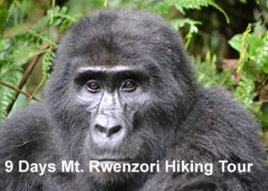 9 Days Mt. Rwenzori Hiking Tour - primate & wildlife Safaris