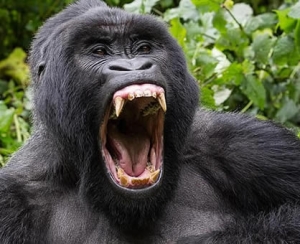 Gorilla Trekking Uganda & Rwanda