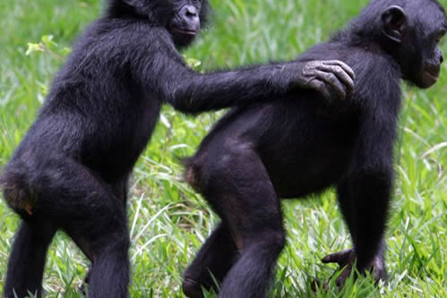 Bonobo Watching in Congo