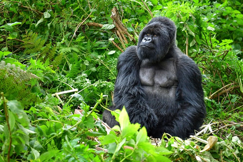 https://www.primateuganda-rewards-tourists-with-festive-season-gorilla-trekking-discounts