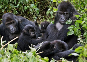 7 days rwanda safari